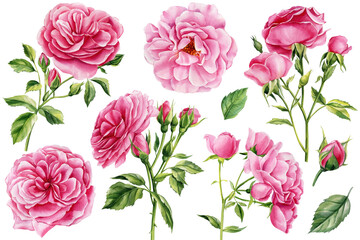 Pink rose flowers, buds and leaves on a white background. Set of watercolor floral elements,