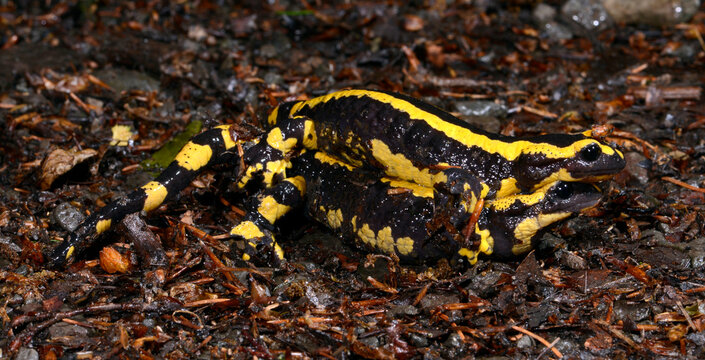 Mating of the Fire salamander // Feuersalamander-Paarung (Salamandra salamandra terrestris) - Wuppertal, Gernany