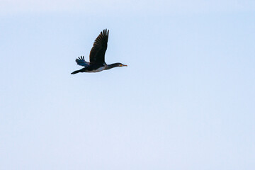 cormorant in flight with sky background