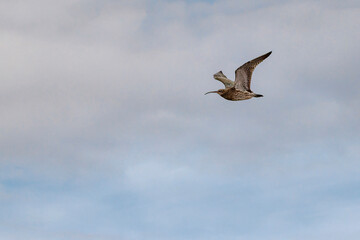 curlew in flight with sky background