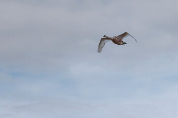 swan in flight with sky background