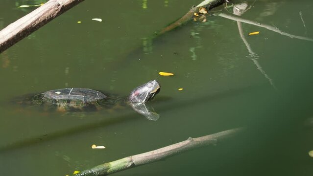 Pet turtle red-eared slider(Trachemys scripta elegans)
