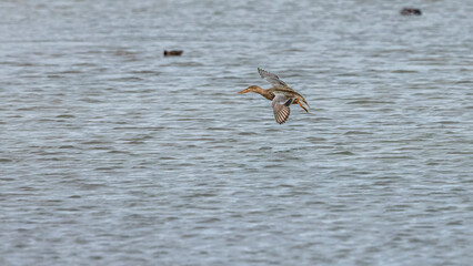 shoveler in flight over water