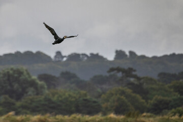 cormorant in flight over land