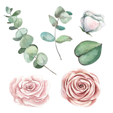 Decorative watercolor eucalyptus and flowers clipart set. Hand-painted blush roses, green leaves illustrations. Botanic clip art for wedding designs, greeting card