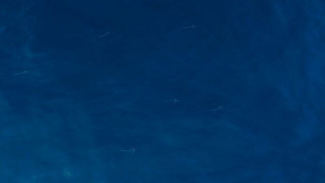 free swimming dorado drone view