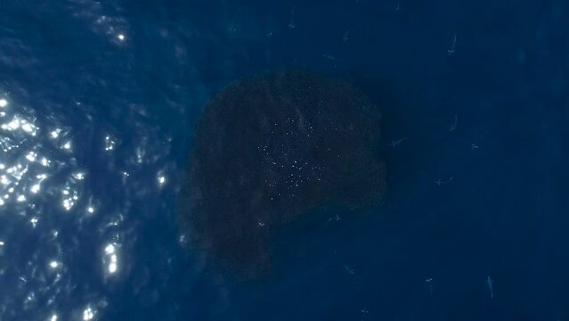 Drone view of bait school and fish swimming out from under it