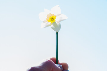 daffodils in hand