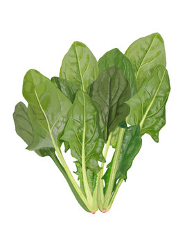 ほうれん草