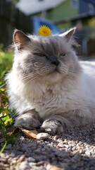 Liegende Müde Schauende Katze mit Blume auf Kopf