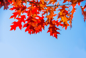 Red oak leaves on blue sky background
