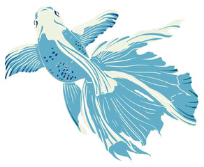 Fototapeta premium Hand drawn illustration art of fancy Oranda fish.