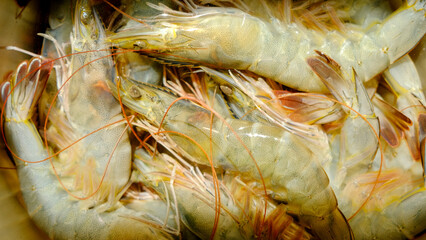 fresh shrimps on the market