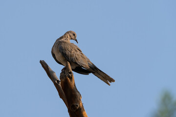 Laughing Dove, Spilopelia senegalensis, slight but common dove