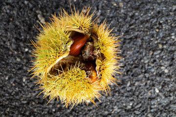 Ripe yellow chestnut pod on the sidewalk