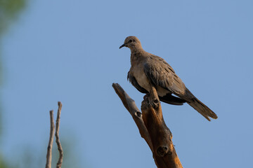 Laughing Dove, Spilopelia senegalensis, slight but common dove