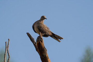 Laughing Dove, Spilopelia senegalensis, slight but common dove