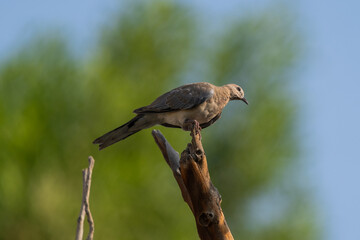 Laughing Dove, Spilopelia senegalensis, slight but common dove