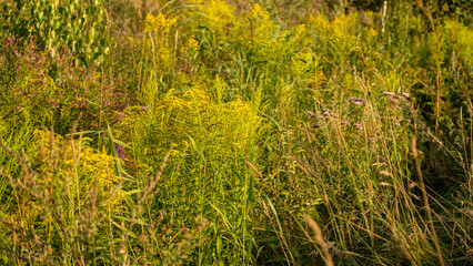 overgrown meadow in autumn in Latvia