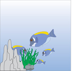 blue fish that live in coral reef areas