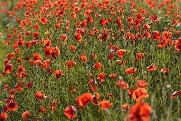 Klatschmohn (Papaver rhoeas), Blumenwiese, Baden-Württemberg, Deutschland, Europa