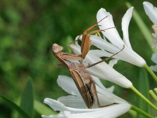 Mantis religiosa - Brown European mantis with distinctive posture of its legs in repose, resembling...