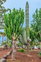Euphorbia candelabrum and Pachycereus pringlei trees in Jardines de Playa Chica park in Puerto de la Cruz, Spain. Exotic elephant cactus and candelabra tree in the city garden in the Canary Islands