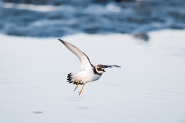 ハジロコチドリ飛翔 (Common Ringed Plover)
