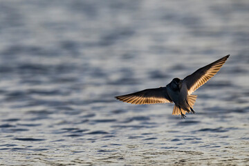 着地するハマシギ (dunlin)