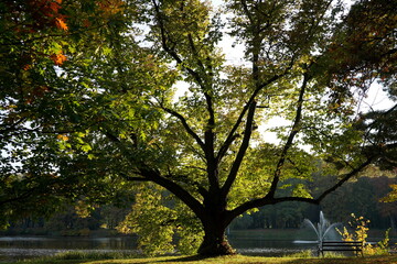 Old tree. Świerklaniec Park. Poland.