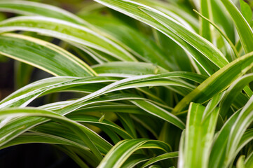 Defocused of Lili paris (Chlorophytum comosum) leaves, often called spider plant