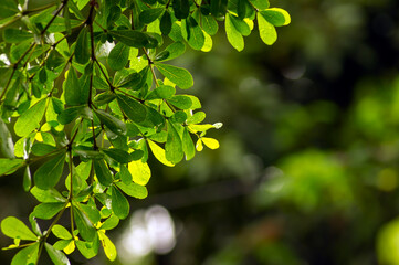 Fototapeta na wymiar Ketapang Kencana (Terminalia mantaly), Madagascar almond green leaves, with bokeh background