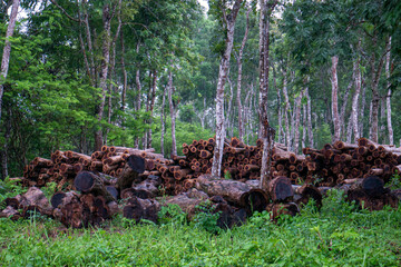 Stack of teak wood in the forest, in Gunung Kidul, Indonesia