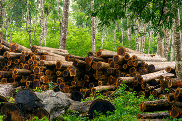 Stack of teak wood in the forest, in Gunung Kidul, Indonesia