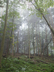 Nebel im Wald Nebelwald
