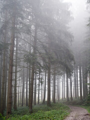 Nebel im Wald Nebelwald