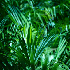 Palmenblätter in der Sonne