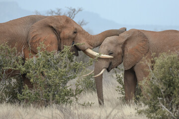 Elefanten am Wasserloch