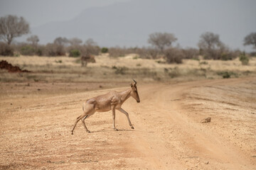 Gazelle auf weg 