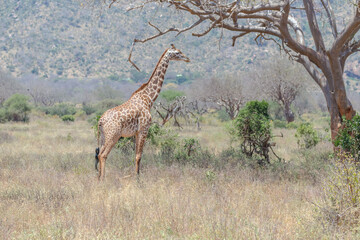 Obraz na płótnie Canvas Giraffe am baum 