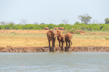 Fototapeta na wymiar Elefanten am Wasserloch 