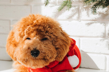 Close-up small ginger poodle dog in a Santa suit lies on the white table on a sunny day. Christmas concept, front view