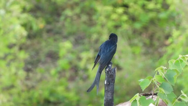 Black Drongo - Tree and waiting  to pry .