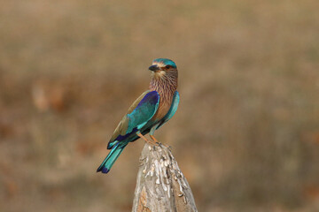 Indian roller in Bandhavgarh National Park, India