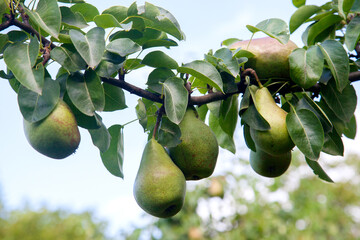 Shiny delicious pears hanging from a tree branch in the orchard..