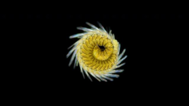 Worm Polychaeta, Autolytus sp. under the microscope, family Syllidae. They are numerous in shallow water, but also found in great depths. White Sea