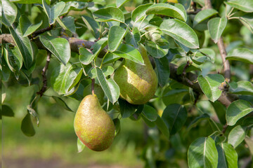 Shiny delicious pears hanging from a tree branch in the orchard..
