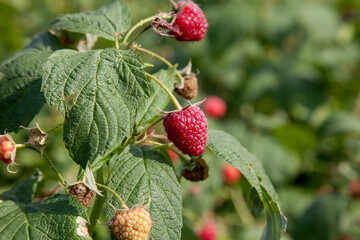 Ripe and unripe raspberry in the fruit garden. Growing natural bush of raspberry. Branch of raspberry in sunlight..