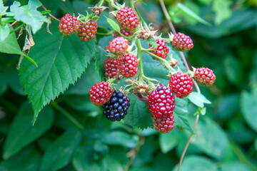 Red and black wild berries of blackberry. Ripening of the blackberries on the blackberry bush in forest..