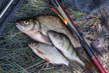 Assort kinds of fish -  freshwater common bream, common perch or European perch, white bream or silver bream with float rod on black fishing net.. - obrazy, fototapety, plakaty